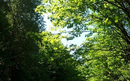 Vine Maple in Spring - widescreen, forests, trees, sping, green, washington, light