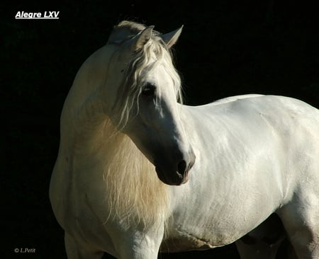 Silver Andalusian in the Darkness - horses, spanish horse, animals, andalusian horse, iberian horse, black and white, darkness, carthusian horse