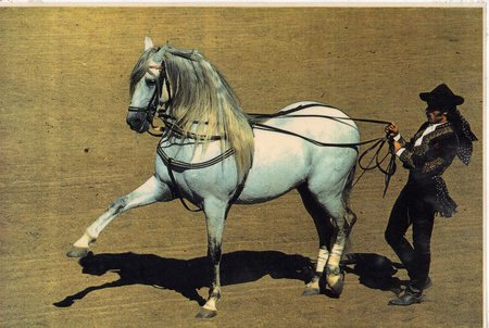 Spanish Dressage - horses, performance, andalusian horse, animals, spanish horse, carthusian horse, dressage, iberian horse