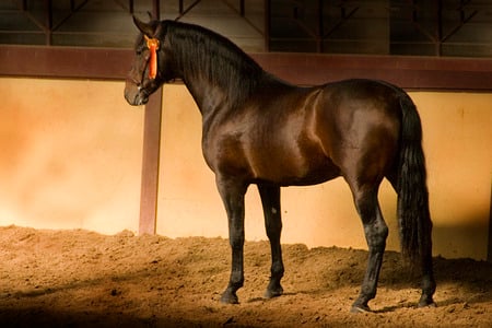 Andalusian Shadow - andalusian horse, horses, carthusian horse, shadow, spanish horse, iberian horse, animals