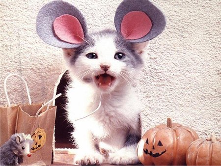 Give me Cheese - costume, mouse ears, toys, kitten