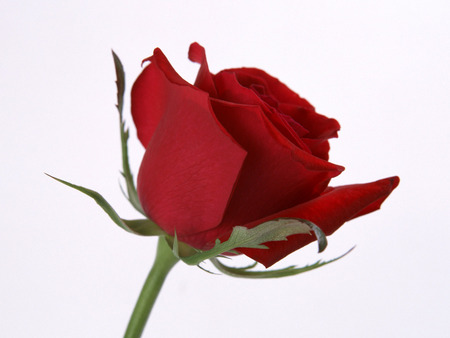 A Rose - pretty, stem, red, thorns