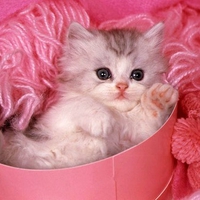 cute kitty