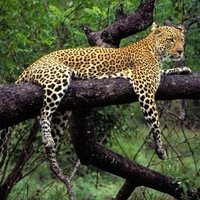 leopard log