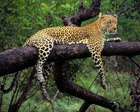 leopard log - lazy day, hanging out