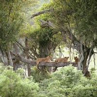 lioness on log