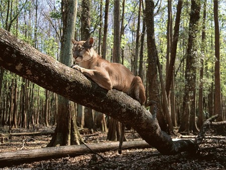 mountain lion - couch potato, its all mine