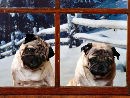 can we come home now.. - pets, dogs, window, cute, snow, pugs, fence