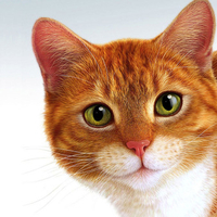red cat