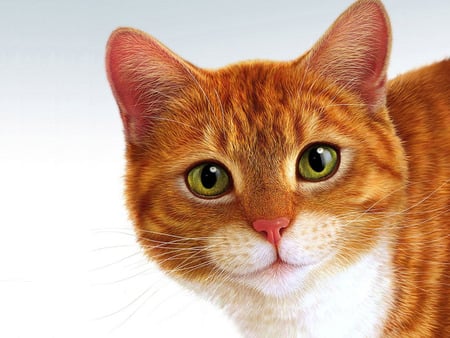 red cat - green eyes, cool, red, cat