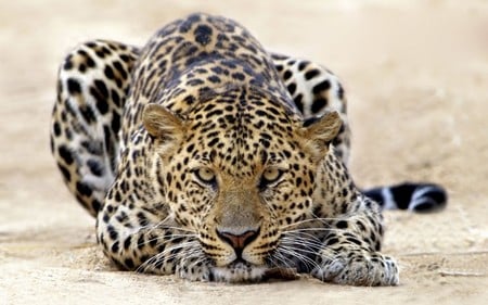 Leopard - large, leopard, leopards, jaguar, cool, cat, animal, cats, spots, animals, wild