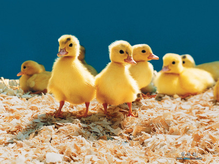 Little Ducks - ducklings, young, chicks, birds