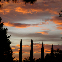 Trees Awake at the Break of Dawn