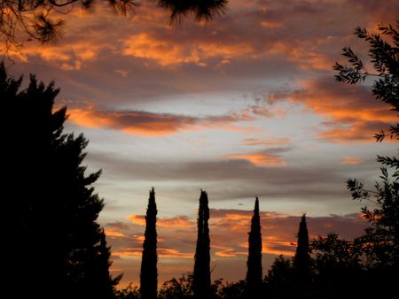 Trees Awake at the Break of Dawn - sky, trees, life, clouds, sunrise, beginnings