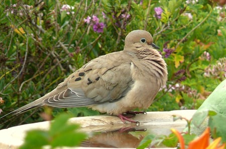 Elegant Mourning Dove - flowers, nature, perches, photography, doves