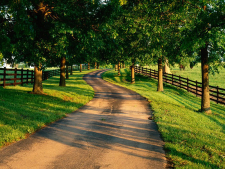 Road - forest, photo, road