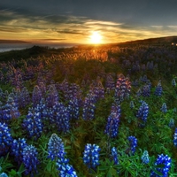 flowers in the field 