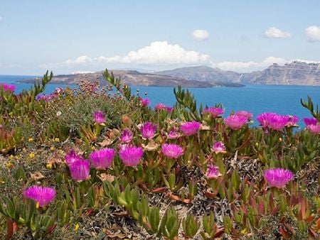 Caldera Santorini - santorini, flowers, island, sea, caldera