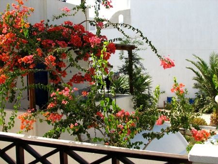 santorini flowers - house, santorini, flowers, island