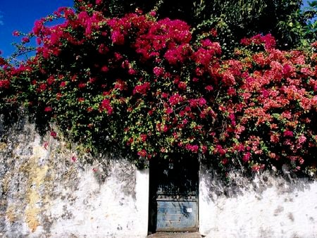 paysage - flowers, house, paysage