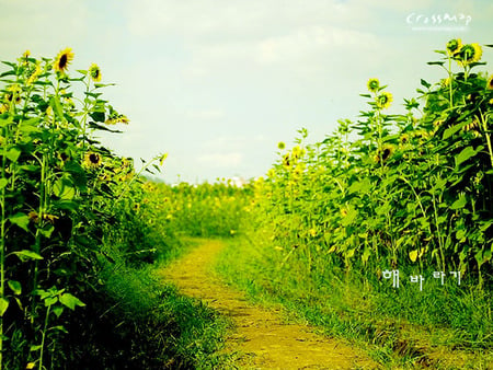 Street - simply street, photography way, flowers field