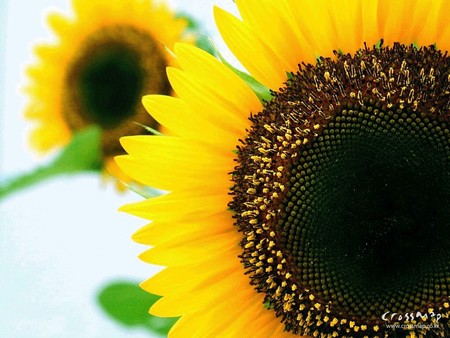 Suniflower - the sun flower, flowers