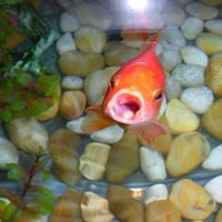 Singing Goldfish