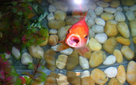 Singing Goldfish - photography, water, fish, funny, goldfish, bubbles, cute