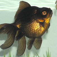 Black Moor Goldfish