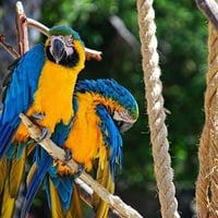 Macaw Pair