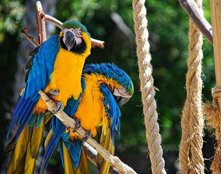 Macaw Pair - yellow, parrots, animals, blue, macaws, birds