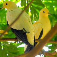 Yellow Birds Perching