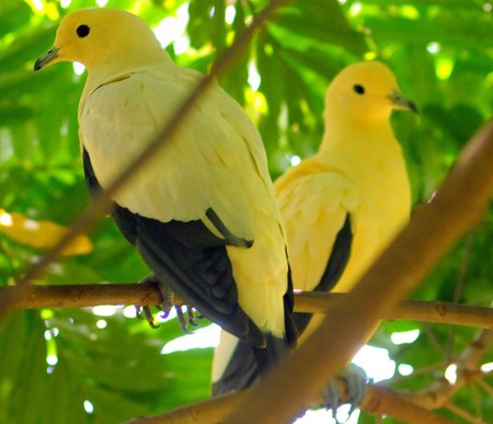 Yellow Birds Perching - branches, yellow and black, animals, leaves, tree, perching, birds