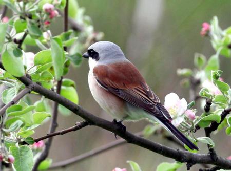 Shrike Bird - shrike bird, animals, bird, brown, grey, red, leaves, tree, perching