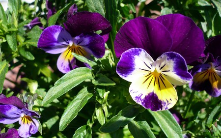 Johnny Jump Ups - flowers, widescreen, washington, purple