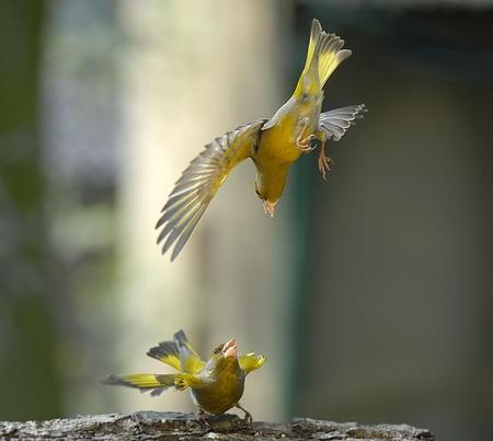 Hey....Look OUT! - yellow, animals, diving, talking, funny, cute, birds