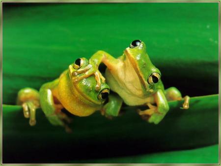 Hey...Me FIRST! - pair, two, frogs, animals, green, pushing