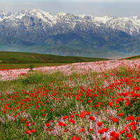 Colorado Poppy Field