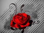 Red Rose