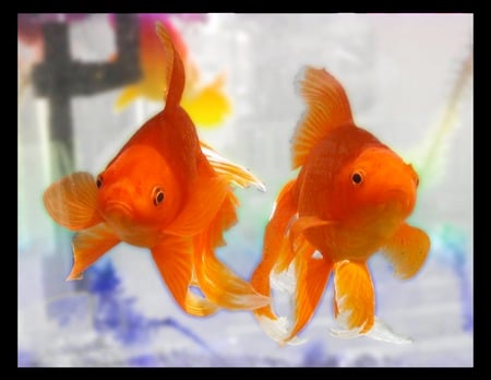 Just The Two of Us - goldfish, underwater, two, pair, orange, fish, animals