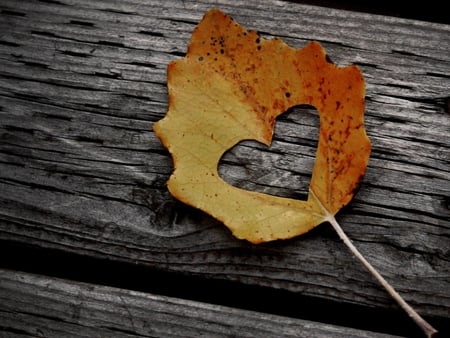 Leaf with a Heart on it - nature, love, brown, two, pretty, couple, heart, leaf