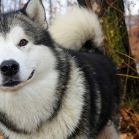 Happy Dog