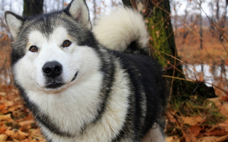 Happy Dog - pretty, husky, fantastic, amazing, creek, forest, leaves, stunning, animal, dogs, lake, nice, outstanding, woods, beautiful, sweet, wonderful, smile, awesome, autumn, skyphoenixx1, cute, happy dog, adorable, animals