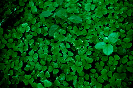 Clovers - people, technology, windows, other, entertainment