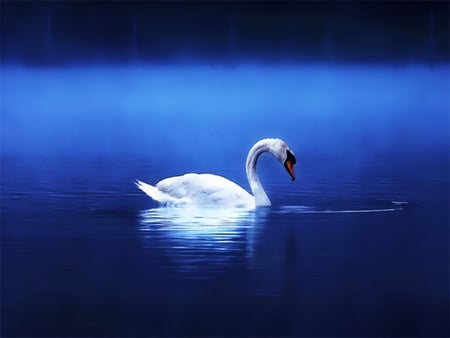 Lonely swan - bird, lonely, water, blue, swan, mirrored, lake