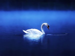 Lonely swan