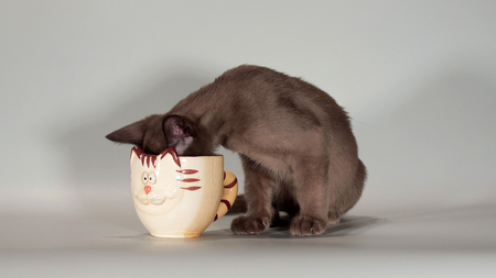 Thirsty Cat - drinking, cat, thirsty, mug