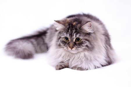 Cat - nice, cute, lovely, cat