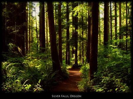 Silver Falls - greenery, nature, forests, lost