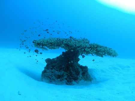 Micro Cosmos - fish, blue, underwater, little